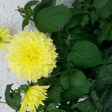 Gästehaus Bischof Apartment Damüls