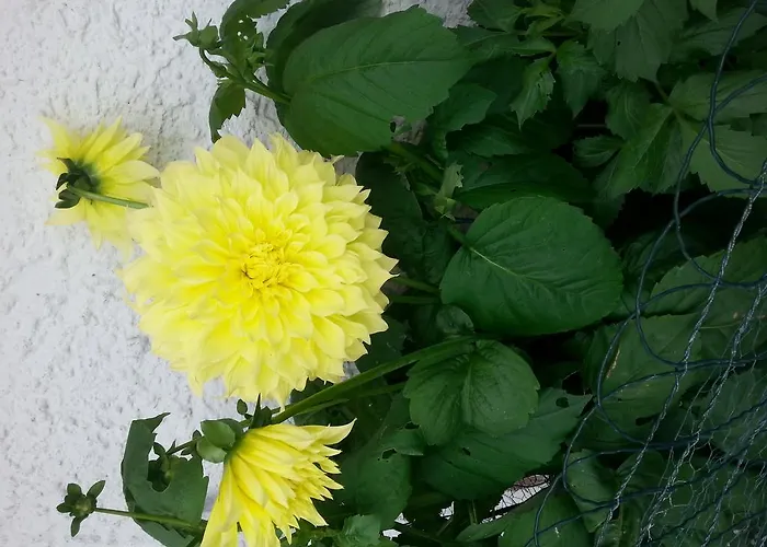 Gästehaus Bischof Apartment Damüls