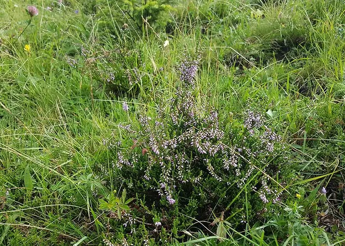 Gästehaus Bischof Damüls