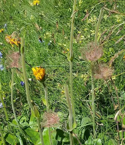Gästehaus Bischof Apartment *